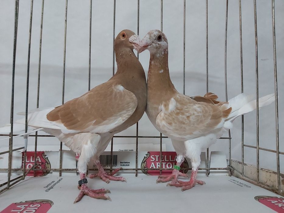 Gołębie Rzeszowskie Żółte