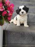 Śliczna piesek shih-tzu
