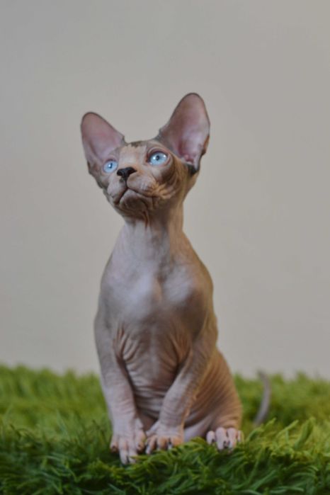 Канадський  сфінкс , самець .