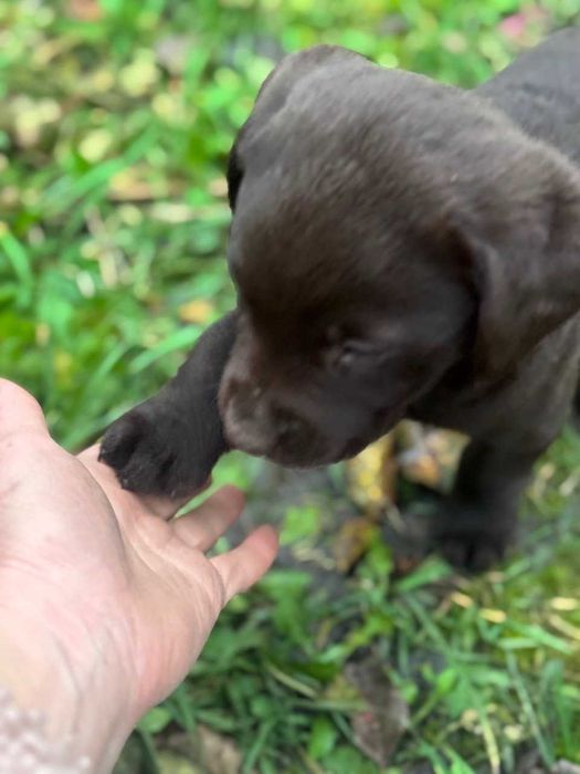 Цуценя Лабрадора