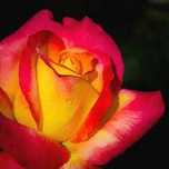 Roseira que dá ROSAS da PAZ, flores lindissimas
