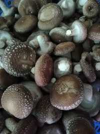 Cogumelos shitake
