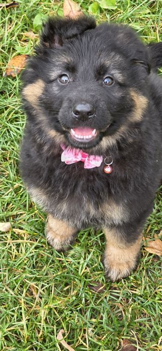 Owczarek Niemiecki Długowłosy- zapraszamy do rezerwacji maluchów!