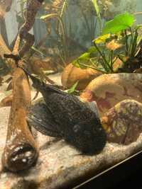 Plecostomus grande