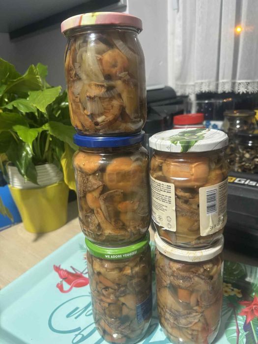 Świeżo zebrane i zaprawione rydze 4 słoiki