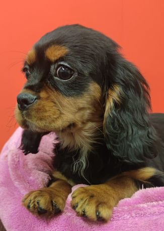 Cavalier King Charles spaniel chłopczyk