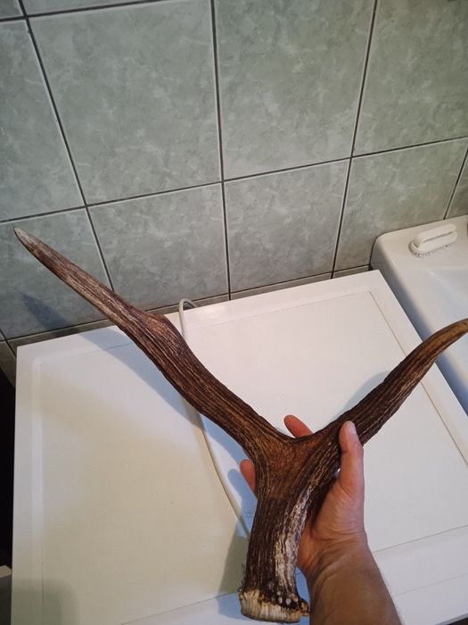 Poroże jelenia Rosocha Zrzut łosia poroże łosia jelenia parostki