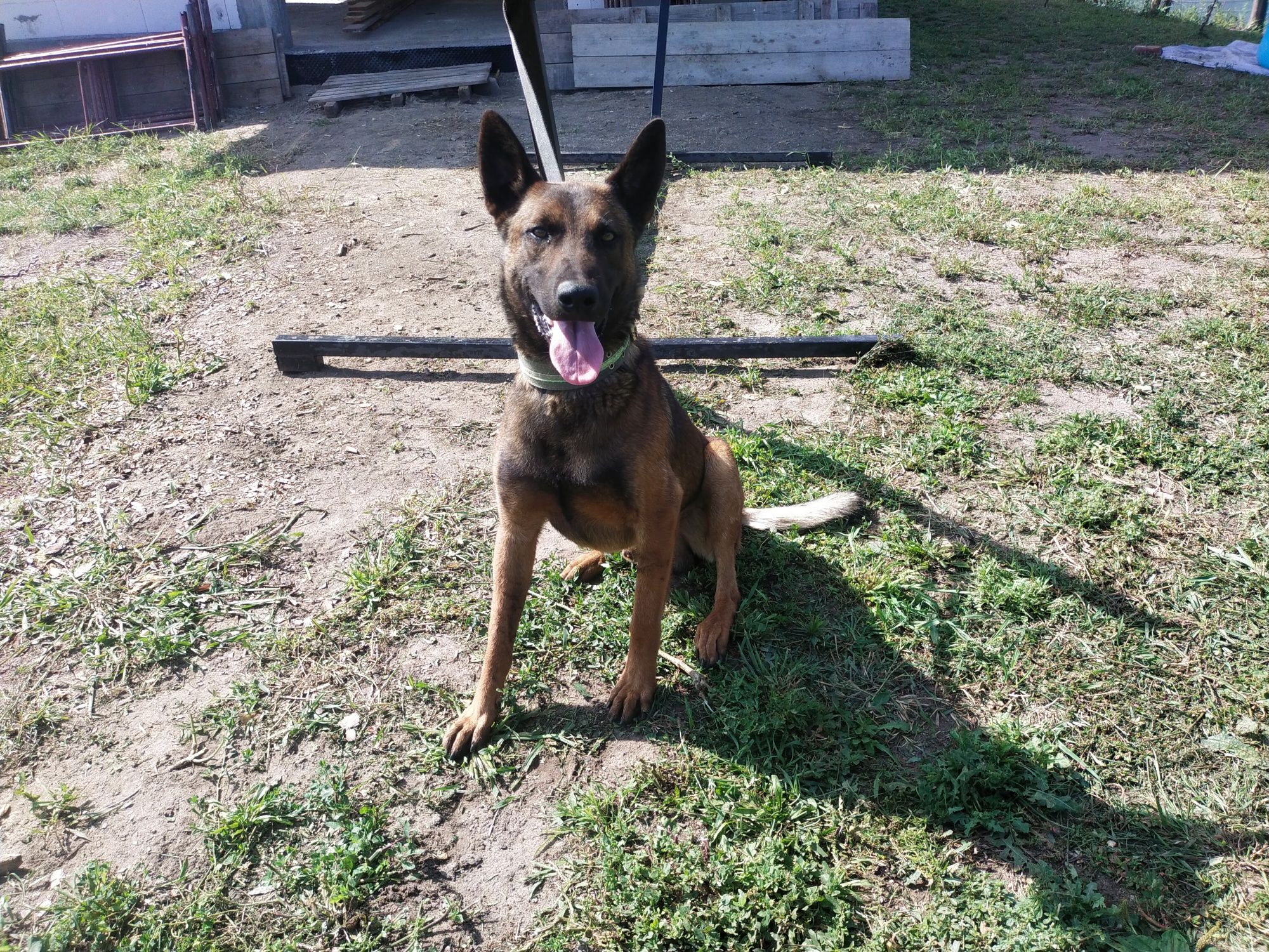 Owczarek belgijski malinois pies
