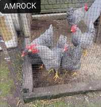 Jaja lęgowe Amrock