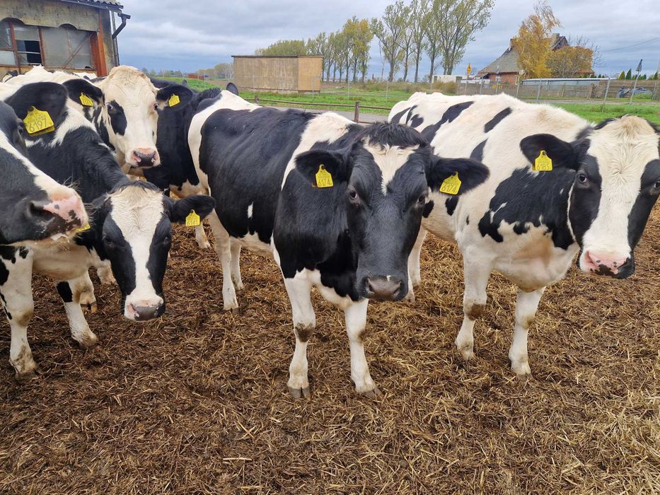 Jałówki, cielne hodowlane, wysokocielne HF