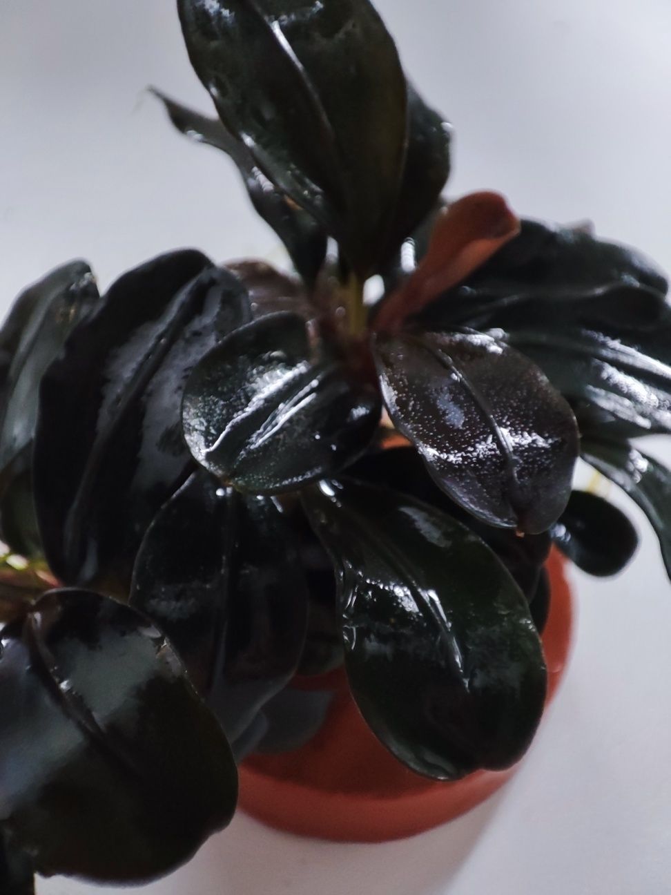 Bucephalandra Thaja Red