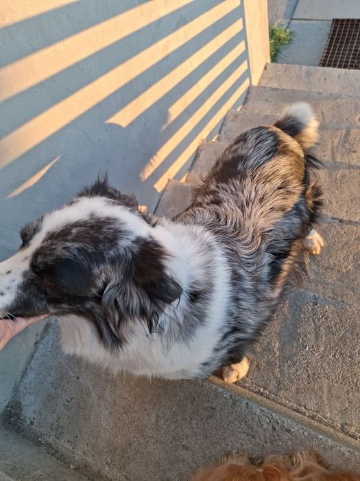 Border collie suka