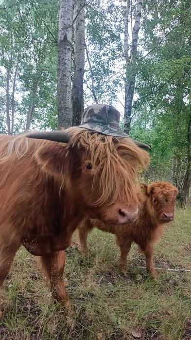 Byk rasy highland