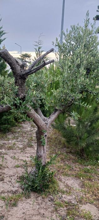 Oliveiras para jardim