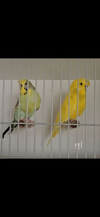 Casais de poupas e ingleses, entre outras várias aves.