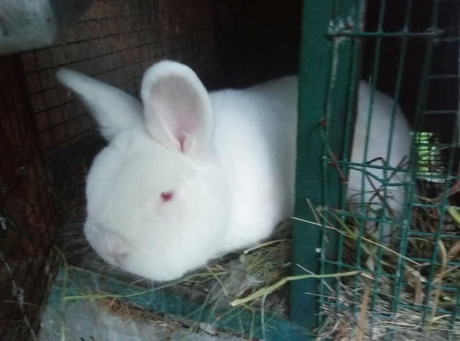 Продам молодняк НЗБ самці та самки Новозеландські білі з Європи