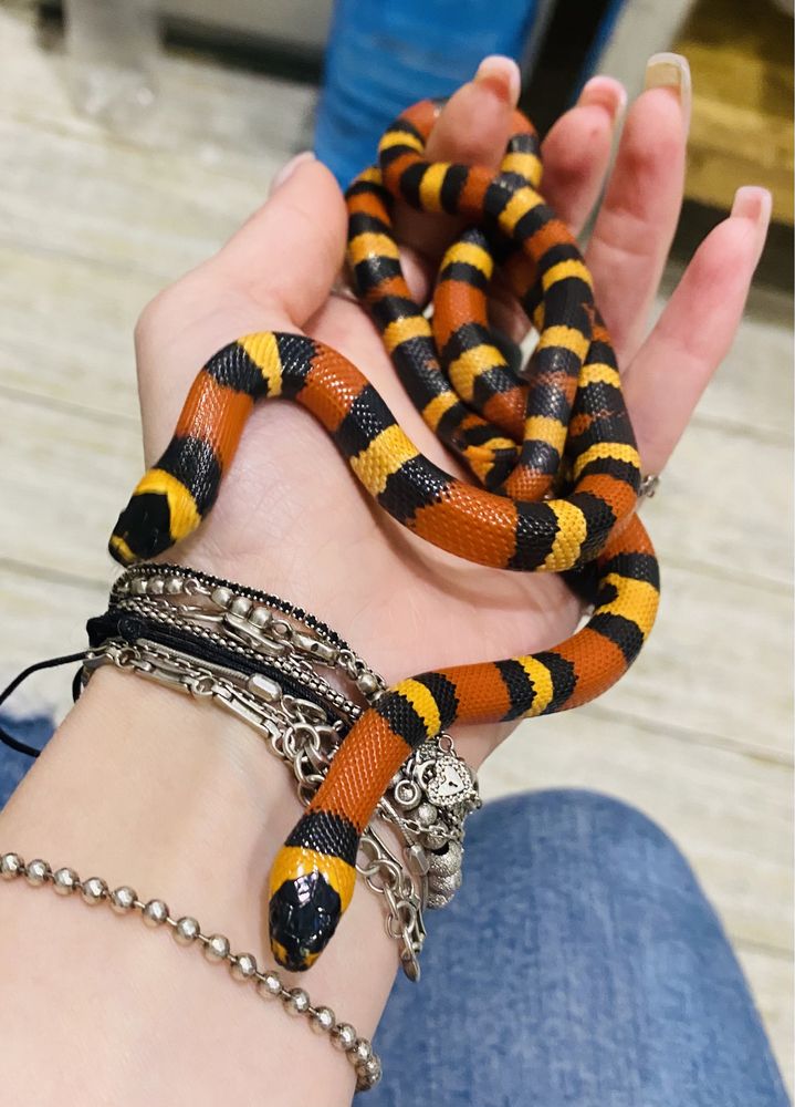 Змея новичку Lampropeltis triangulum hondurensis Hypo het Anery