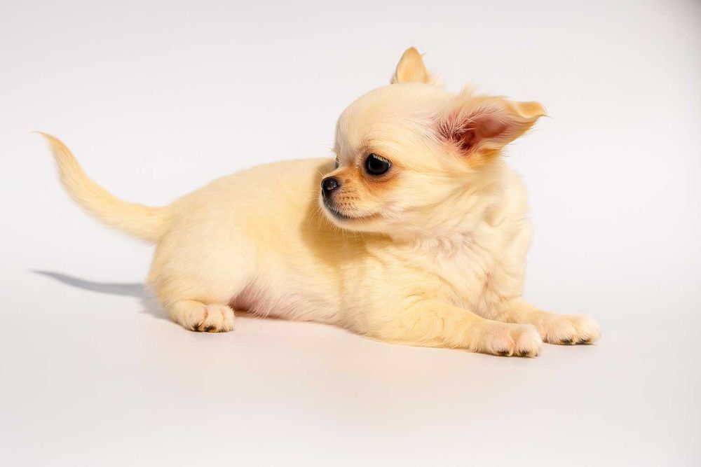 Чихуахуа - цуценята (хлопчик)