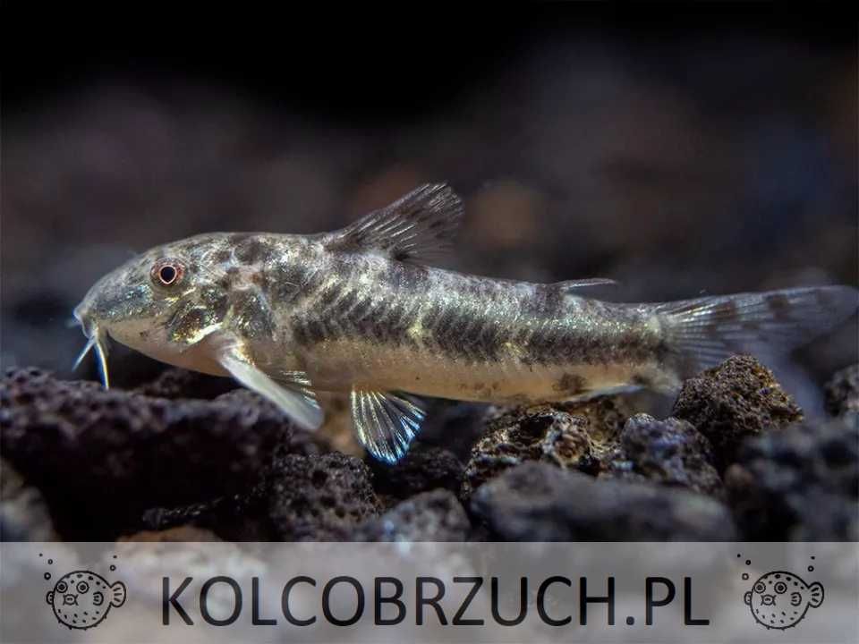 Aspidoras spilotus - C125 - kirys, kirysek - dowozimy, wysyłamy