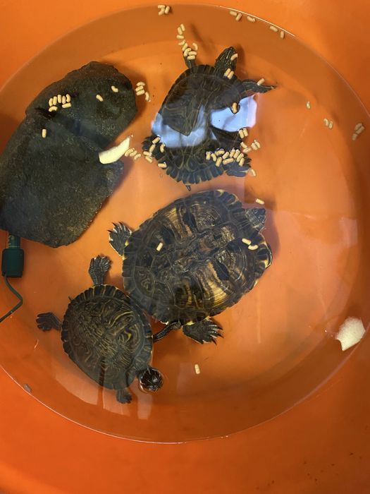 Troco tartarugas de lago sao 4 na totalidade