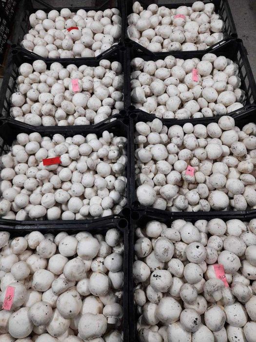 Гриби шампіньйони (печериці): 1,2 сорт, відкритий гриб / тільки ОПТ