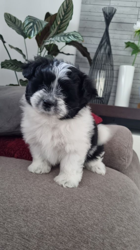 Maltipom miniaturowy