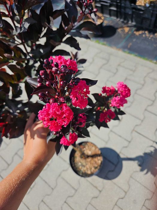 Lagerstroemia Double Dynamite 120cm C5 kwitnący krzew + nawóz gratis