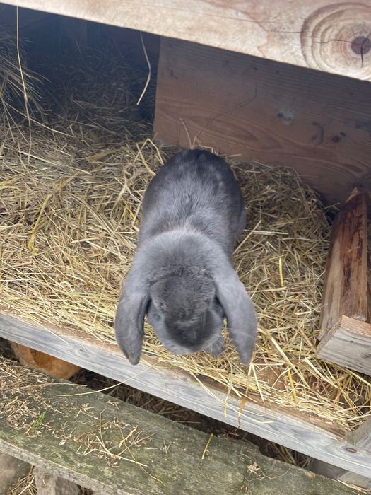 Sprzedam króliki likwidacja hodowlii