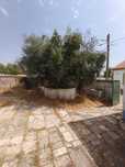 Oliveira Centenária para venda – Zona de Évora