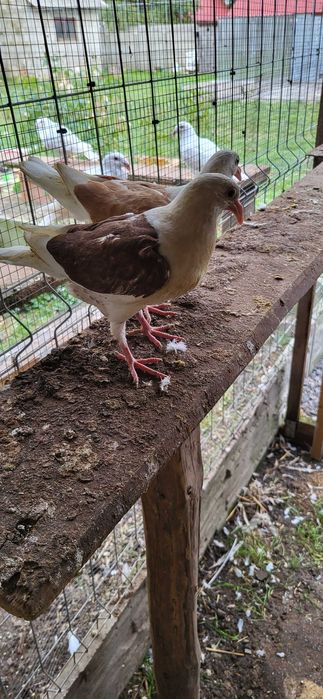 Śląskie tarczowe boki 2025