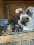 Króliki Angora Likwidacja Hodowli