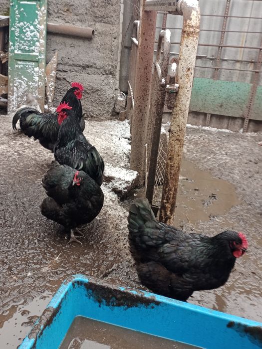 Ія.яйце Джерсійський велетень