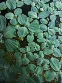 Pistia do akwarium