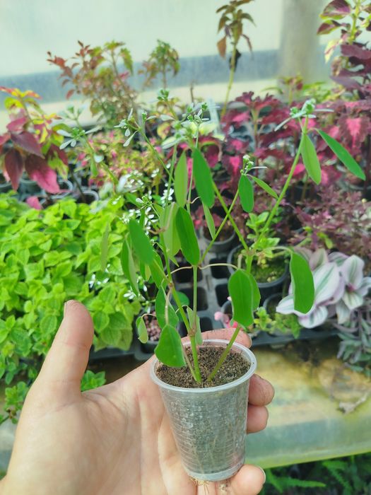 Еуфорбія медові квіти