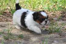 Cachorro shih-tzu com Lop Pedigree