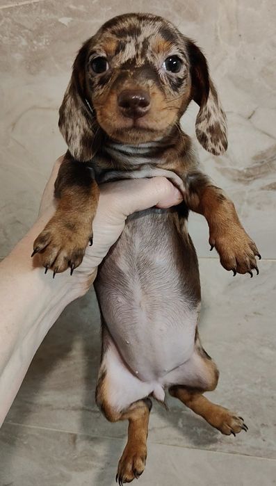 Мраморные щенки кроличьей и мини таксы В ХАРЬКОВЕ с документами клуба