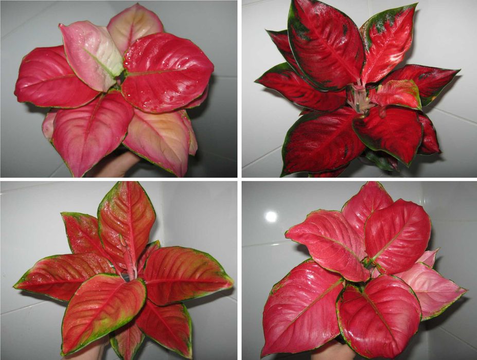 НОВИНКИ аглаонема домашние детки и молодые кусты разные сорта