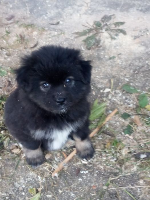 Oddam pieski za darmo