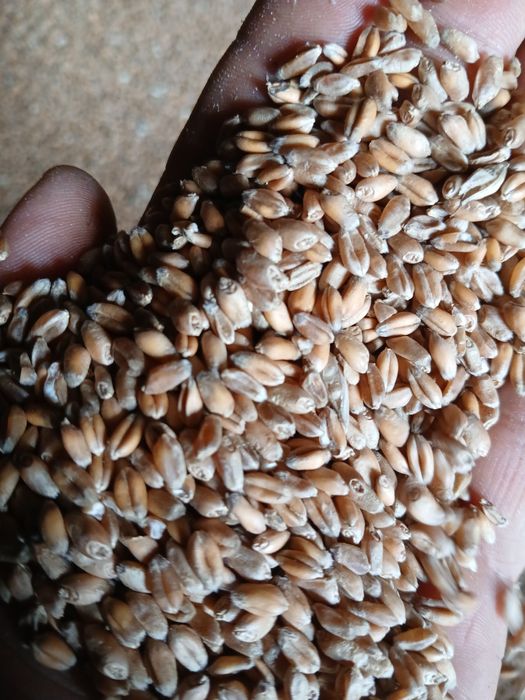 Pszenica ozima SU BANATUS