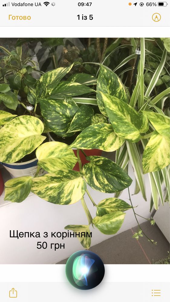 Ліана сциндапсус