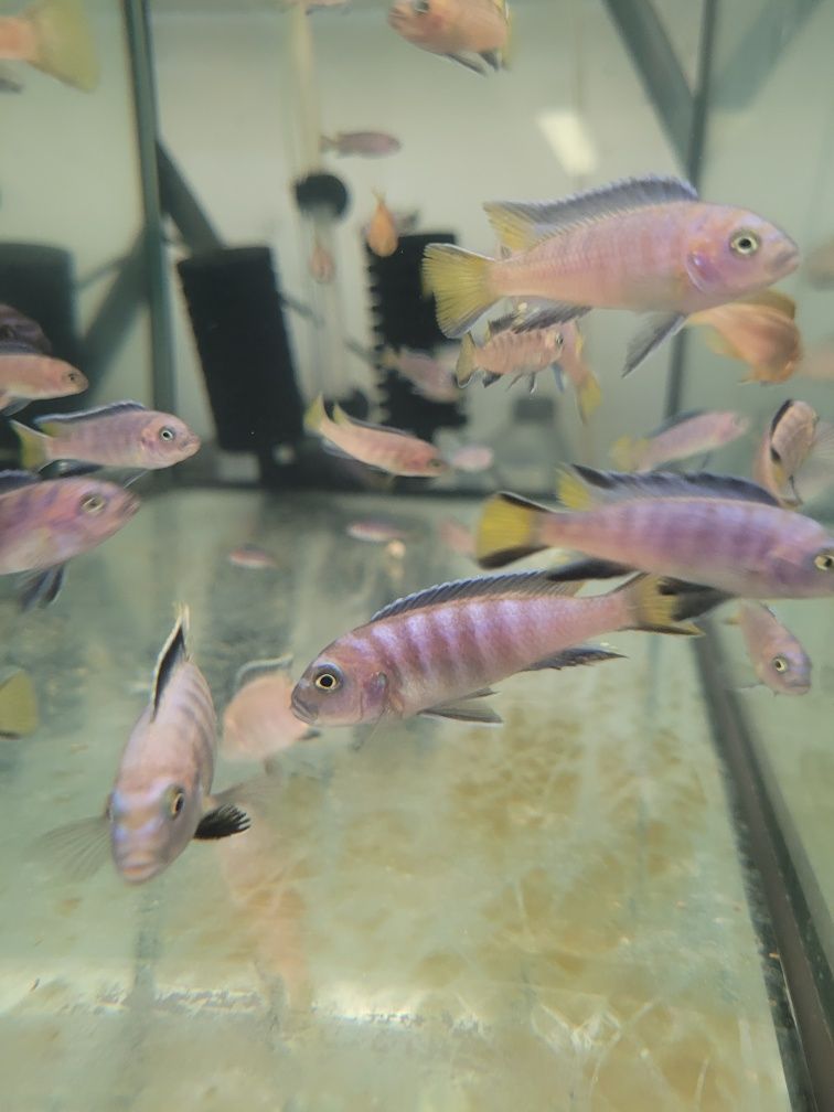 Pyszczak Pseudotropheus elongatus Mphanga, Możliwa