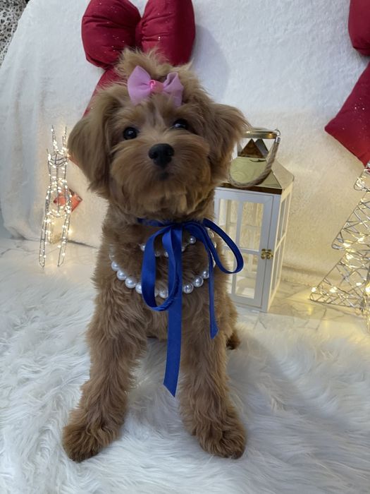 Помапу — Не зволікайте  таких залишилось лише 4!