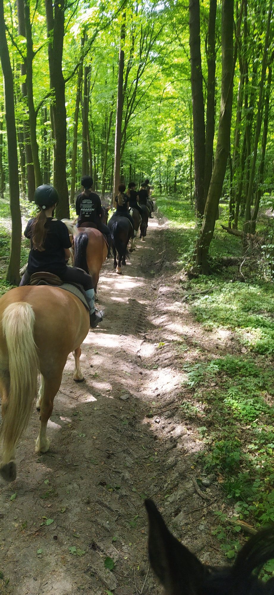 Wałach 4.5 latni