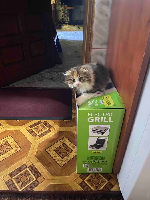 Шотландська довго шерста (пишіт у вайбер!!)