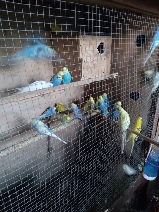 Papuga falista . Różne kolory