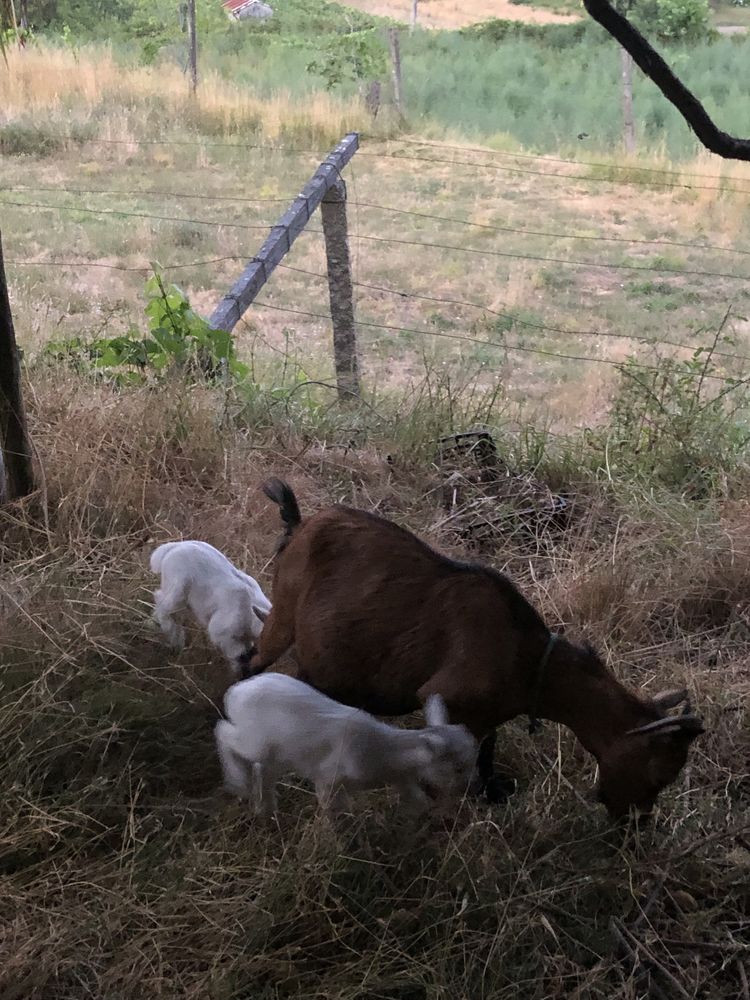 Cabras anãs para venda