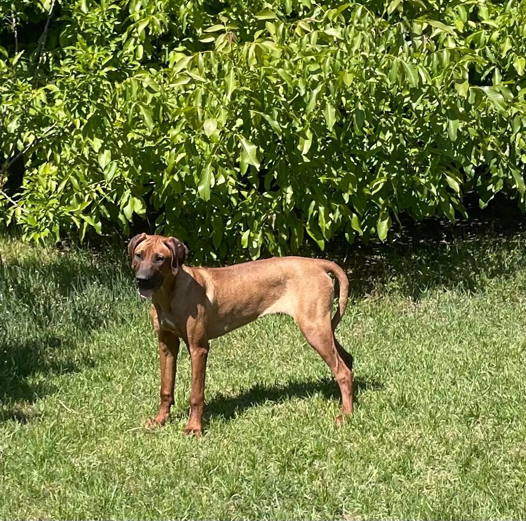 Rhodesian Ridgeback HELA dziewczynka po Championach z dokumentami ZKwP
