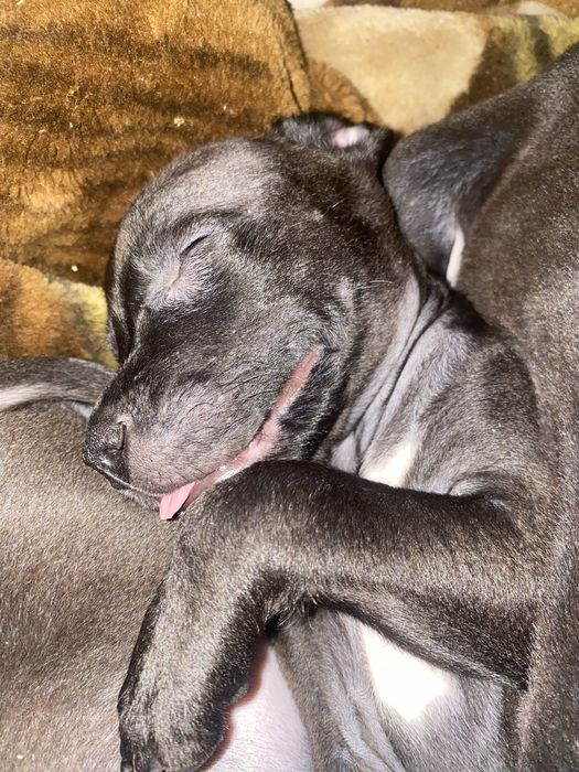 Американський Піт Буль Терьєр