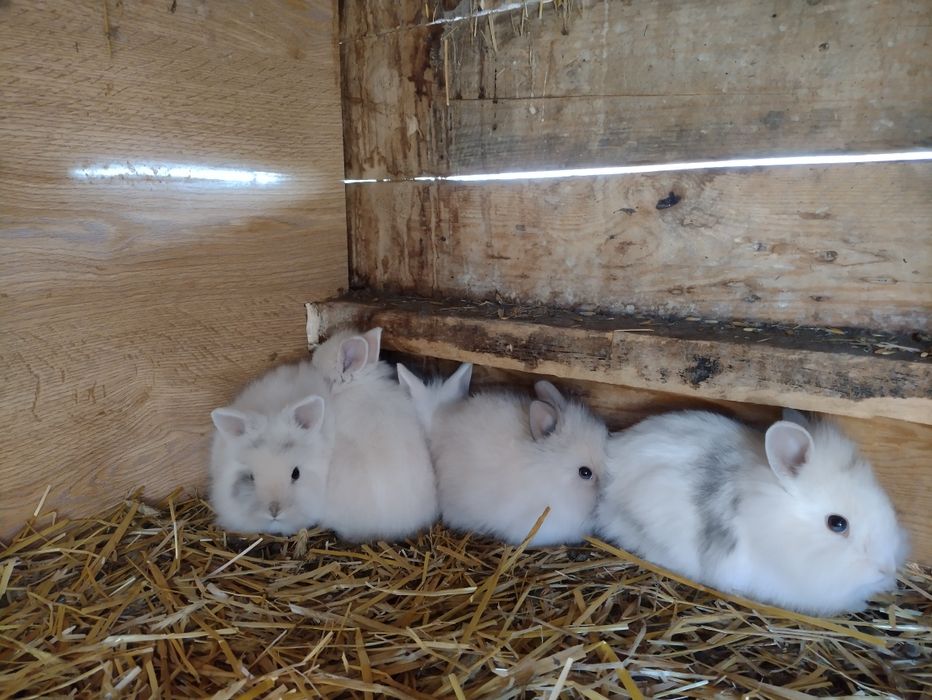 Miniaturka króliki lew lewki młode