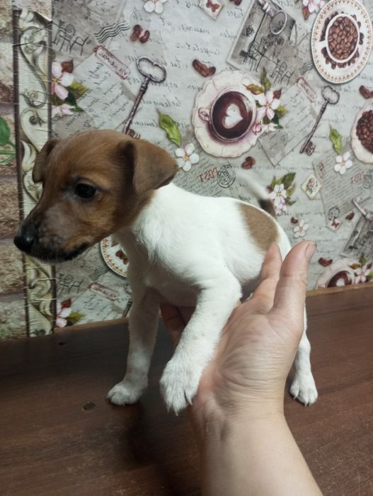 Продаю щенят порода Джек Рассел